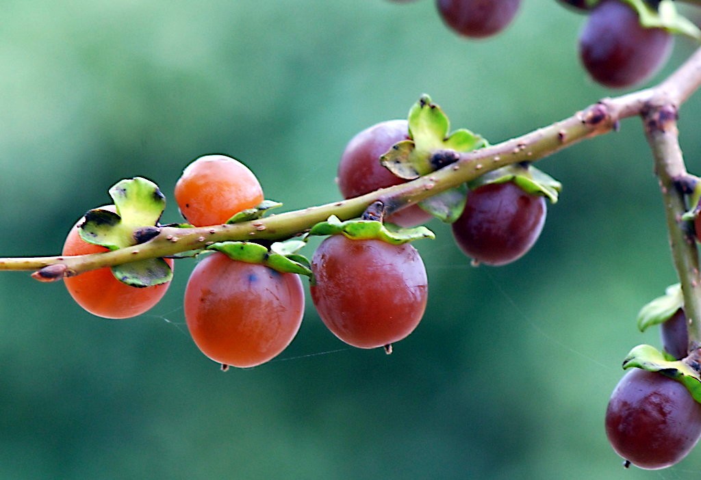 10 DATE PLUM FRUIT TREE SEEDS (Diospyros Lotus) “MEDITERRANEAN PERSIMMON” PLANT