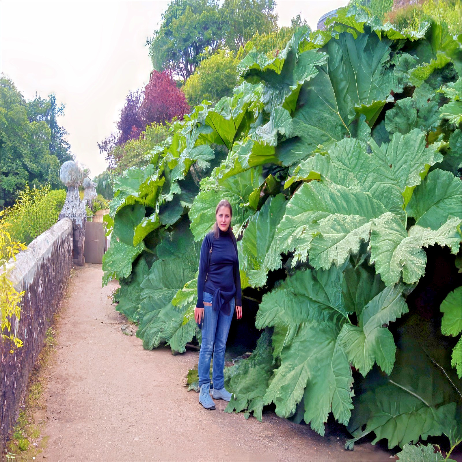 25 GUNNERA MANICATA SEEDS “Dinosaur Food” Giant Hardy Exotic Flower Plant RARE!