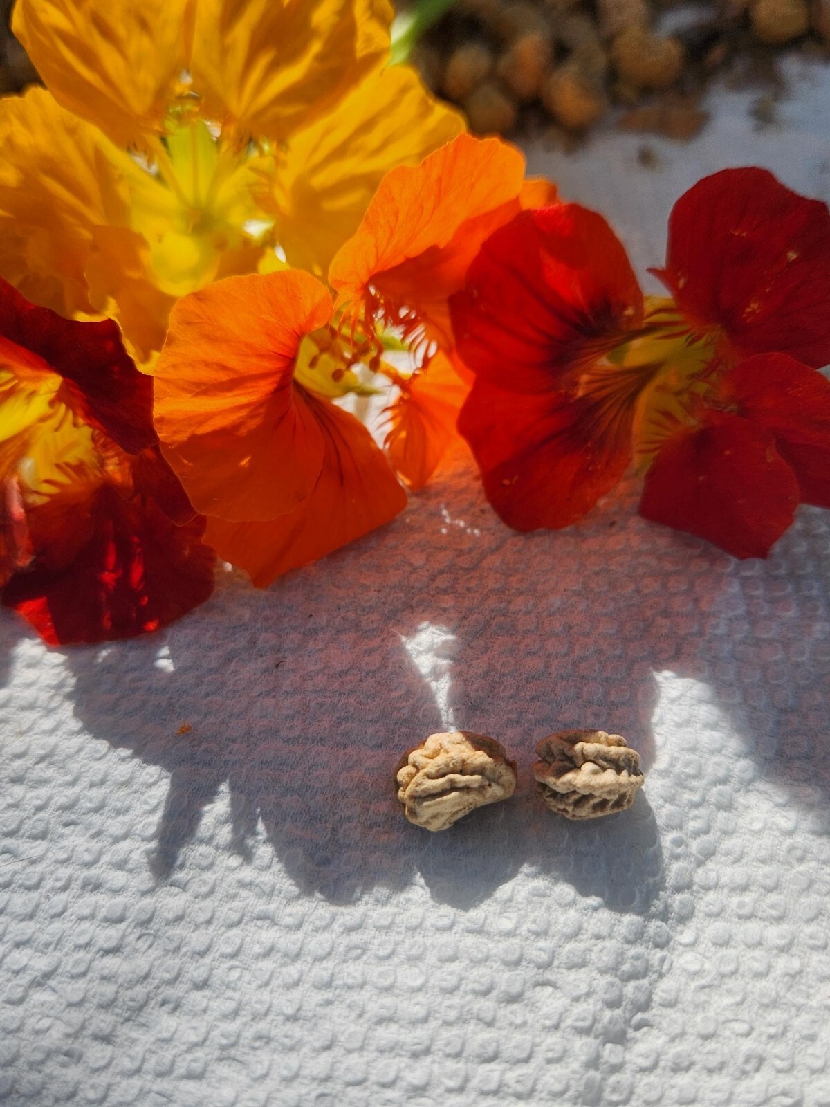 Nasturtium Seeds- (25 Seeds Pack)