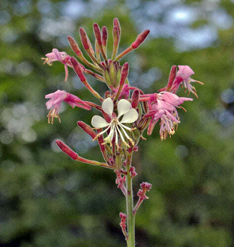 Oenothera gaura | Biennial Gaura | Beeblossom | 10 Seeds
