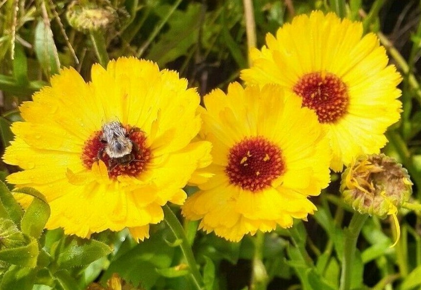 calendula mix 35+ Seeds