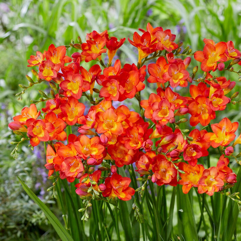 Easy to Grow Freesia Single Bicolor 15 Plant Bulbs, Spring Flowers Zones 9-11