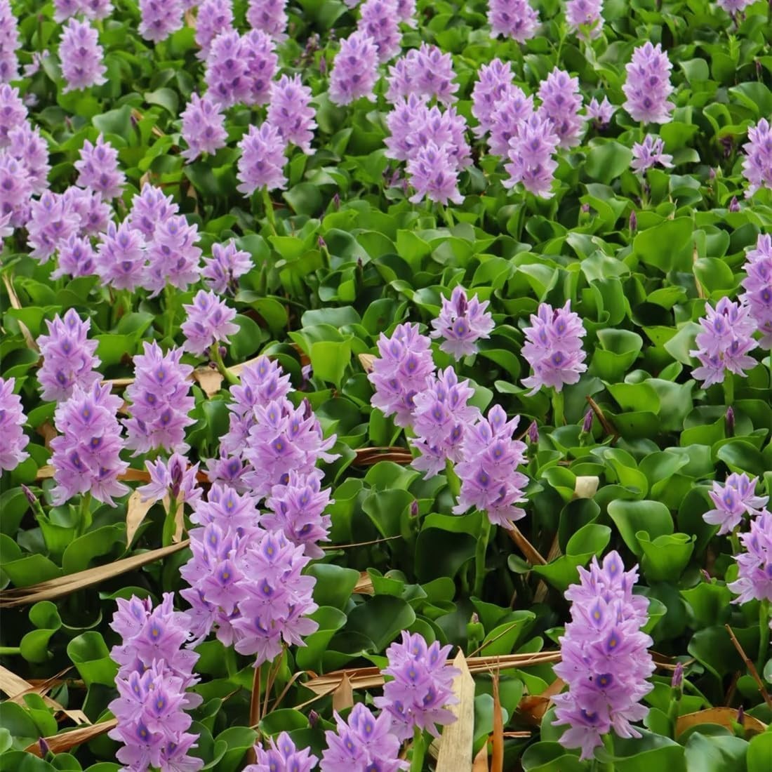 Transform Your Pond: 200 GMO-Free Water Hyacinth Seeds for Vibrant Water Gardens