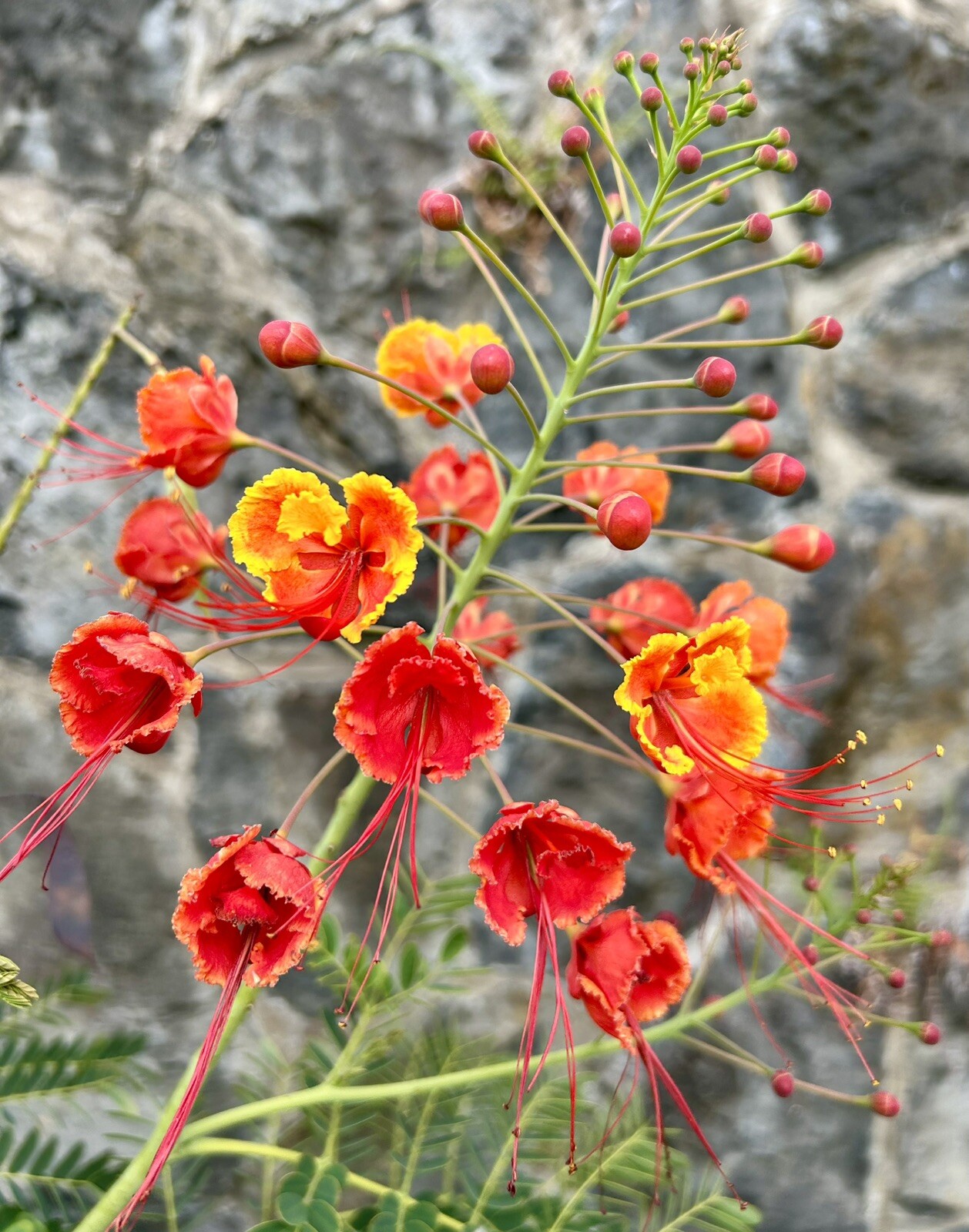Pride of Barbados, Peacock Flower, Caesalpinia Pulcherrima – 10 Seeds 2025 – USA