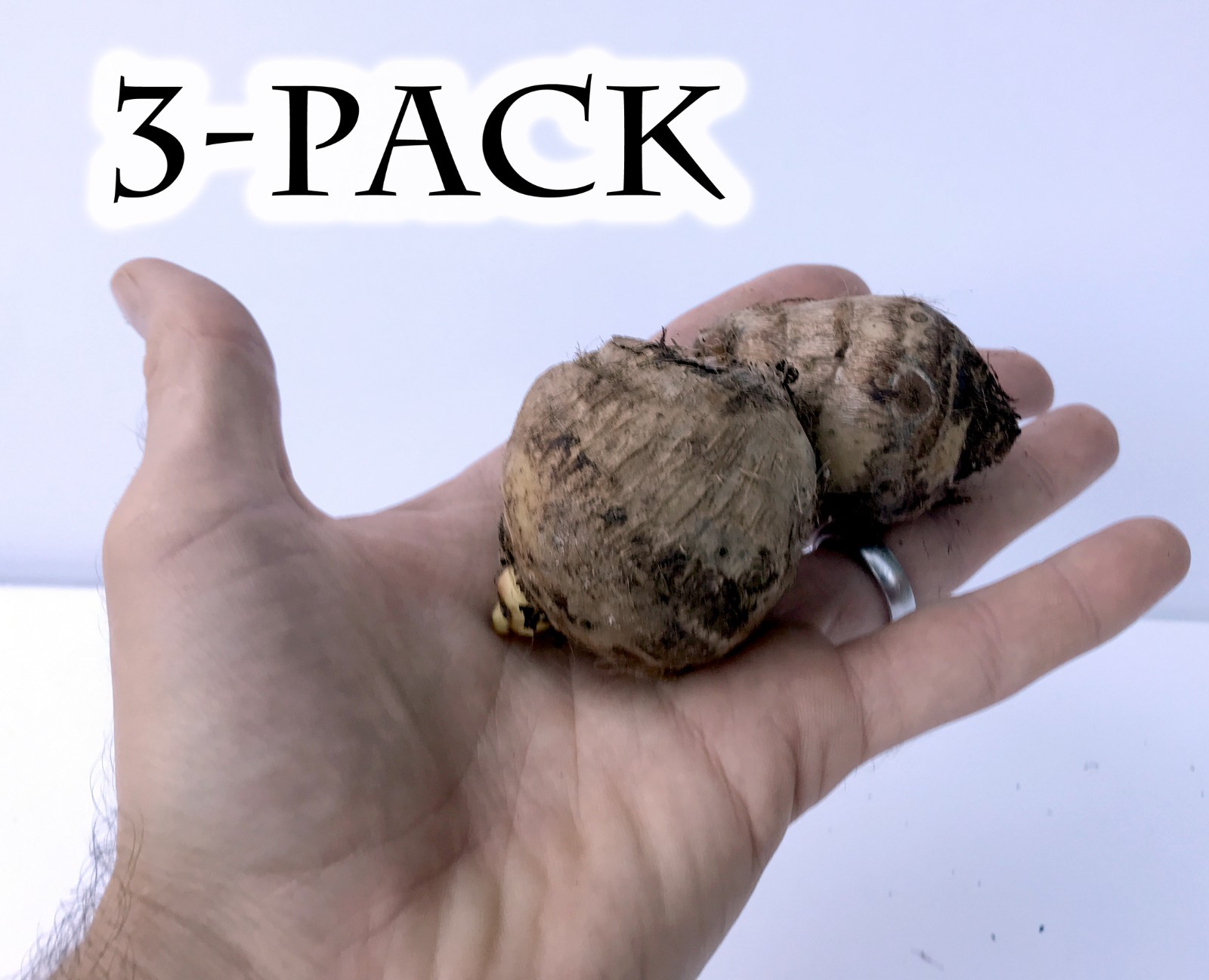 Elephant Ear Bulbs (3x Colocasia Esculenta – fast growing tropical plants)