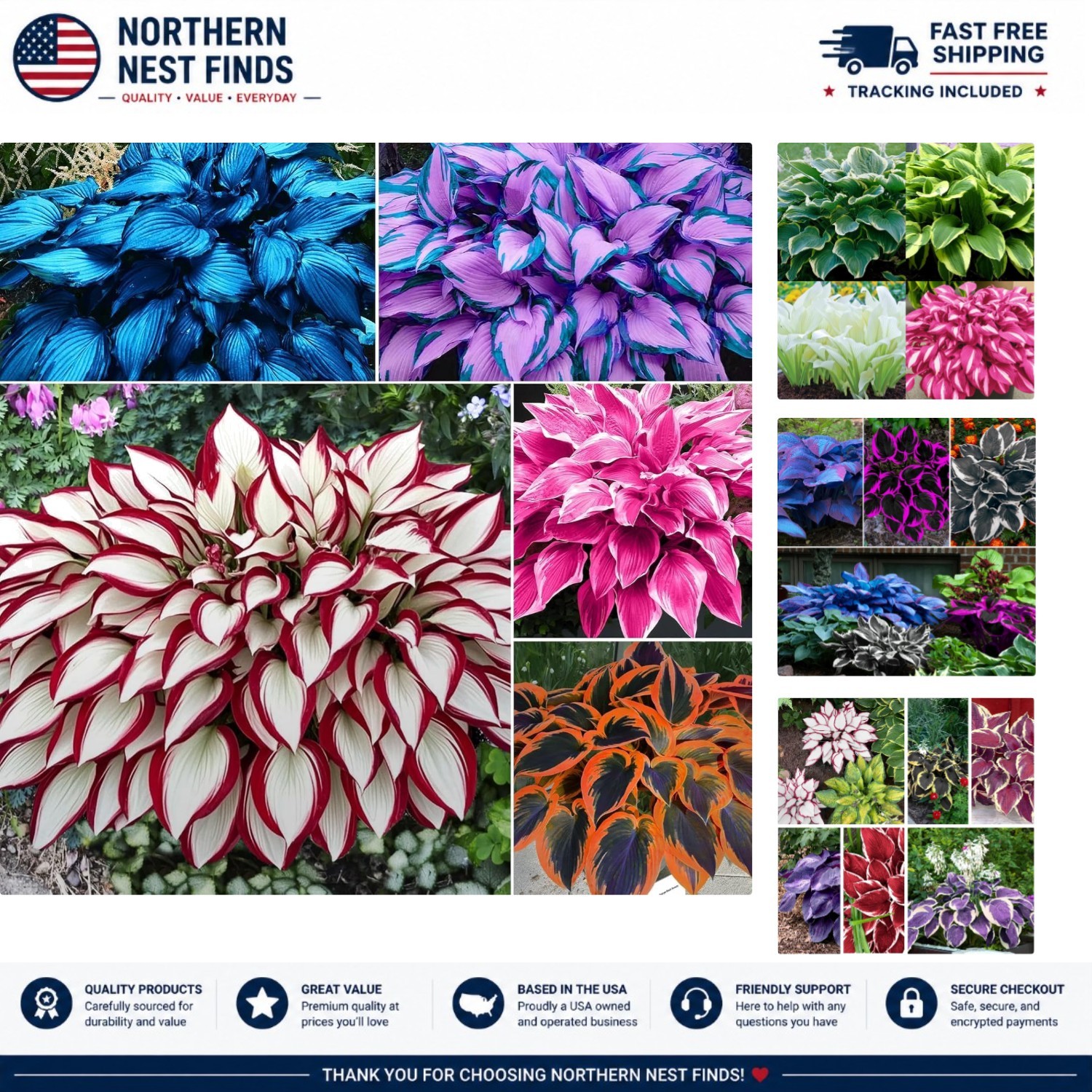 Vibrant Mixed Colour Hosta Seeds – 100pcs Perennial for Low Maintenance Gardens