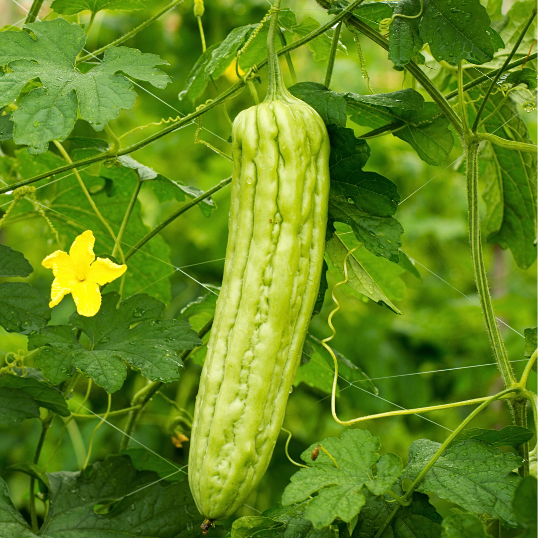 Fresh Bitter Melon Seeds | Tai Guo | Heirloom Non-GMO | Asian Vegetables