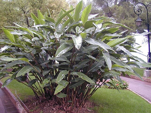 Alpinia zerumbet | Shell Ginger | 10 Seeds