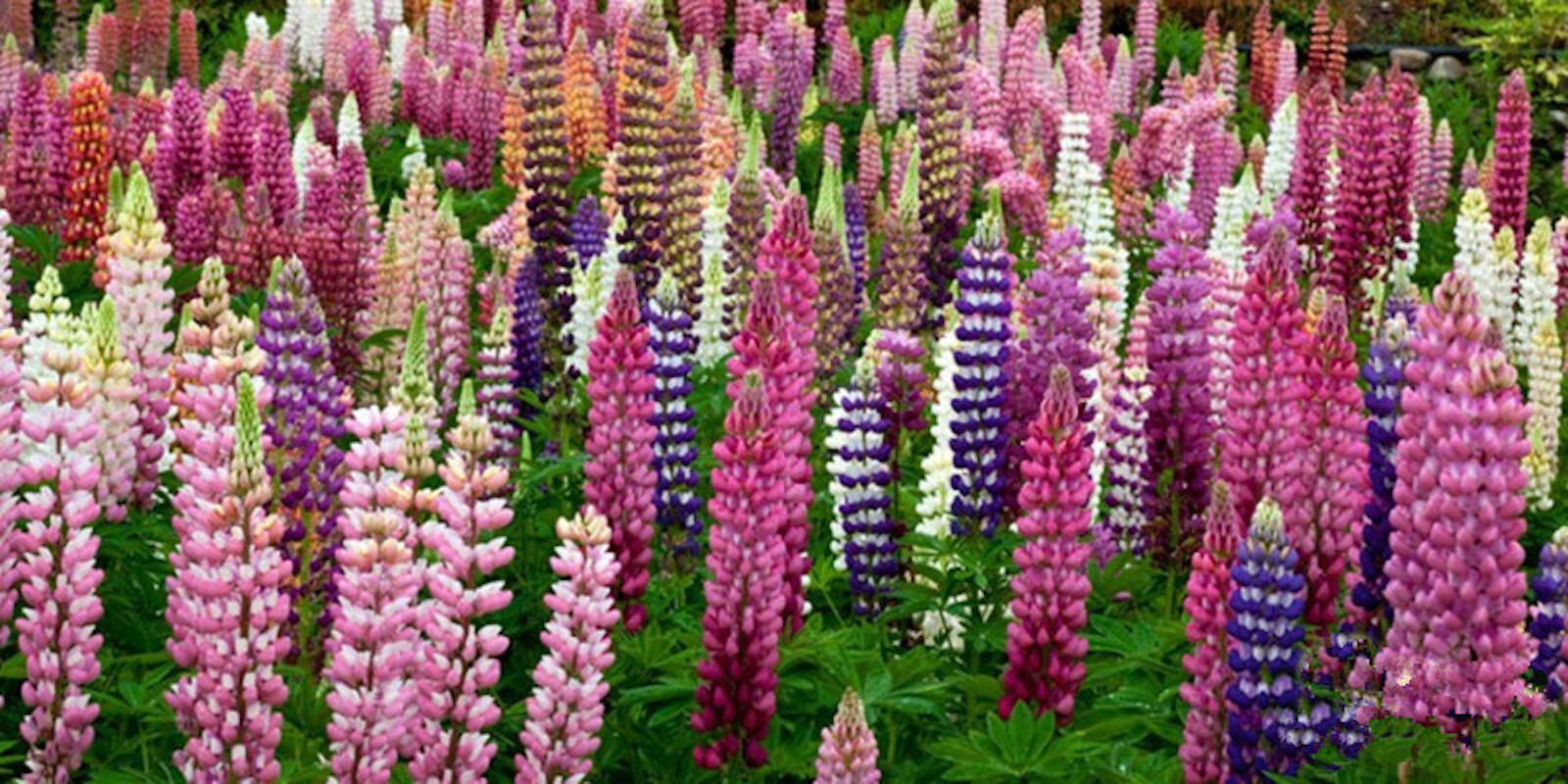 20 EXOTIC rare LUPINE SEEDS for garden flower beds plant bush USA SELLER USPS