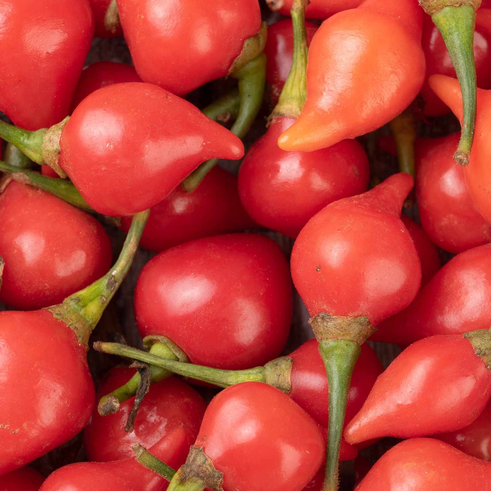 Red Biquinho Pepper Seeds | Brazilian Heirloom | Little Beak/Sweety Drops | 1283