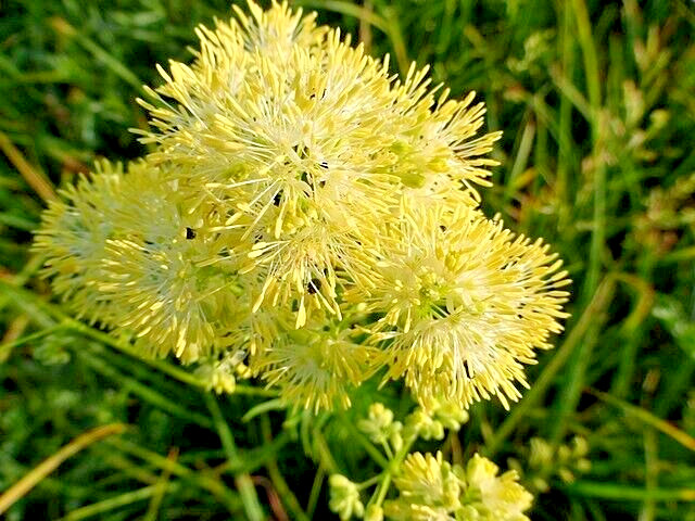 Foamy meadowrue 30 seeds, Thalictrum Isopyroides, hardy perennial yellow flowers