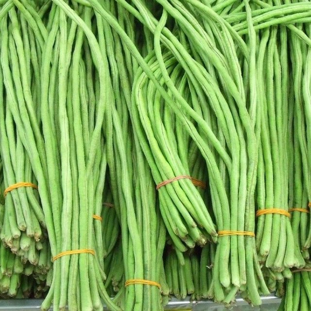 Yard Long Bean Seeds | USA Asparagus Green Asian Seed (Đậu Đũa Ngọt)