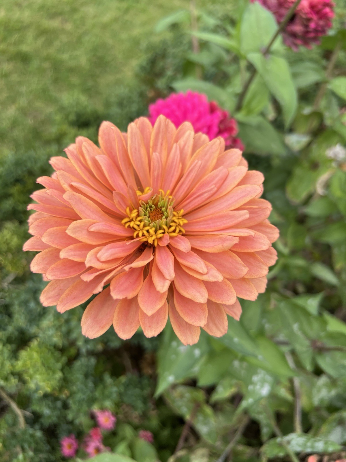 Zinnia Flower Seeds Multiple Colors Sizes Variety Fushia Lime Green Pink White