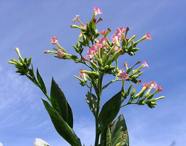 1000 Corojo 99 Tobacco Seeds ~ Wrapper Leaf Heirloom Non-GMO Nicotiana Tabacum
