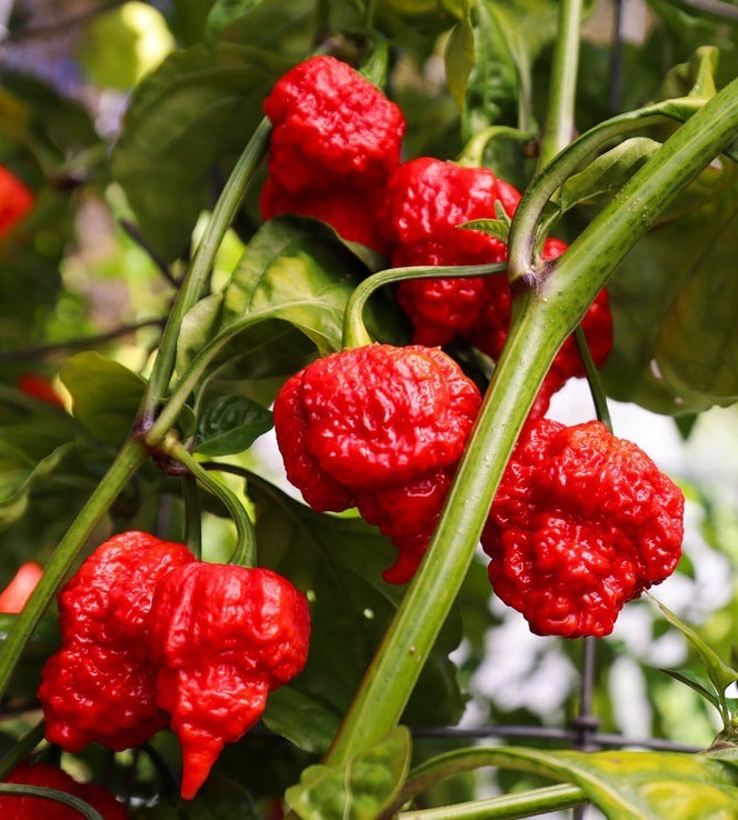 20 Super-Hot 7 Pot Brain Strain Red | NON-GMO | Pepper Seeds-B 02