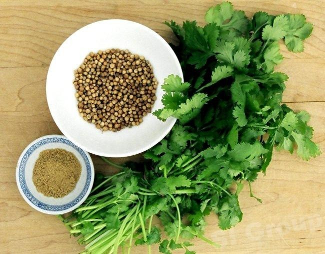 Cilantro ‘Leisure’ Slow-Bolt Seeds – Heirloom Non-GMO Coriander 100 Seeds