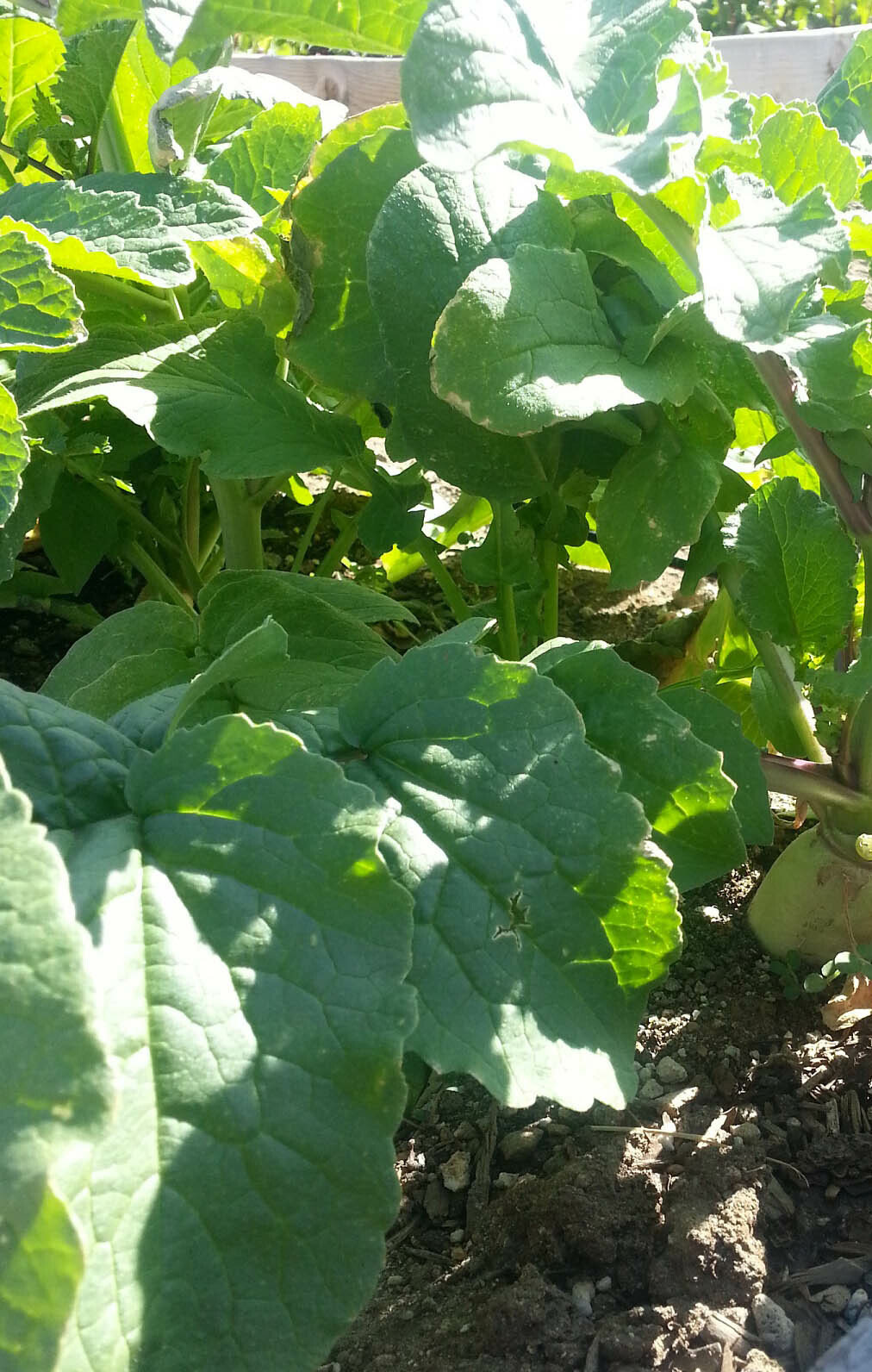 200+ Radish Seeds White Icicle Radish Non GMO Garden Vegetable Seeds USA