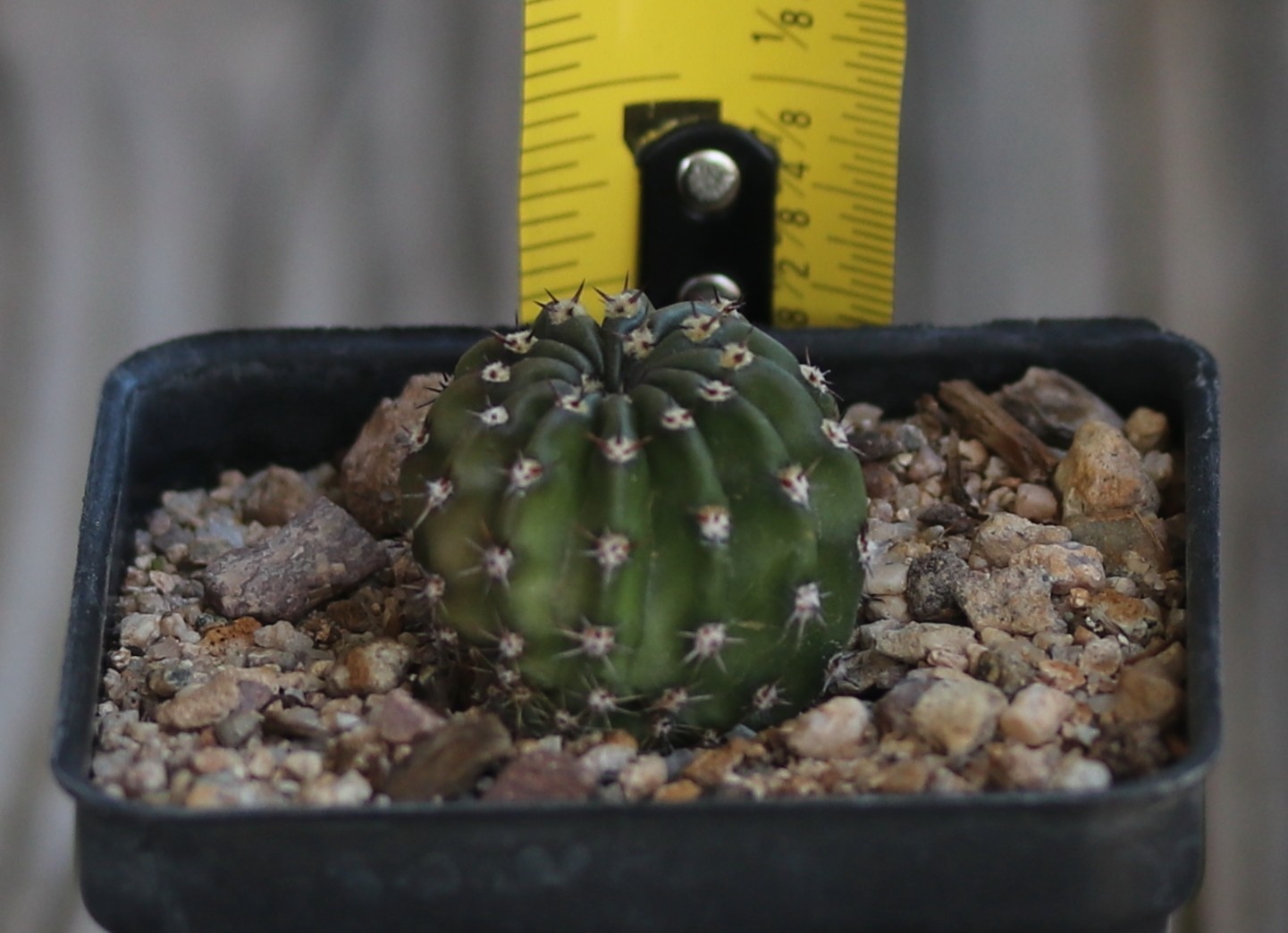 Echinopsis hybrid ‘Meru’