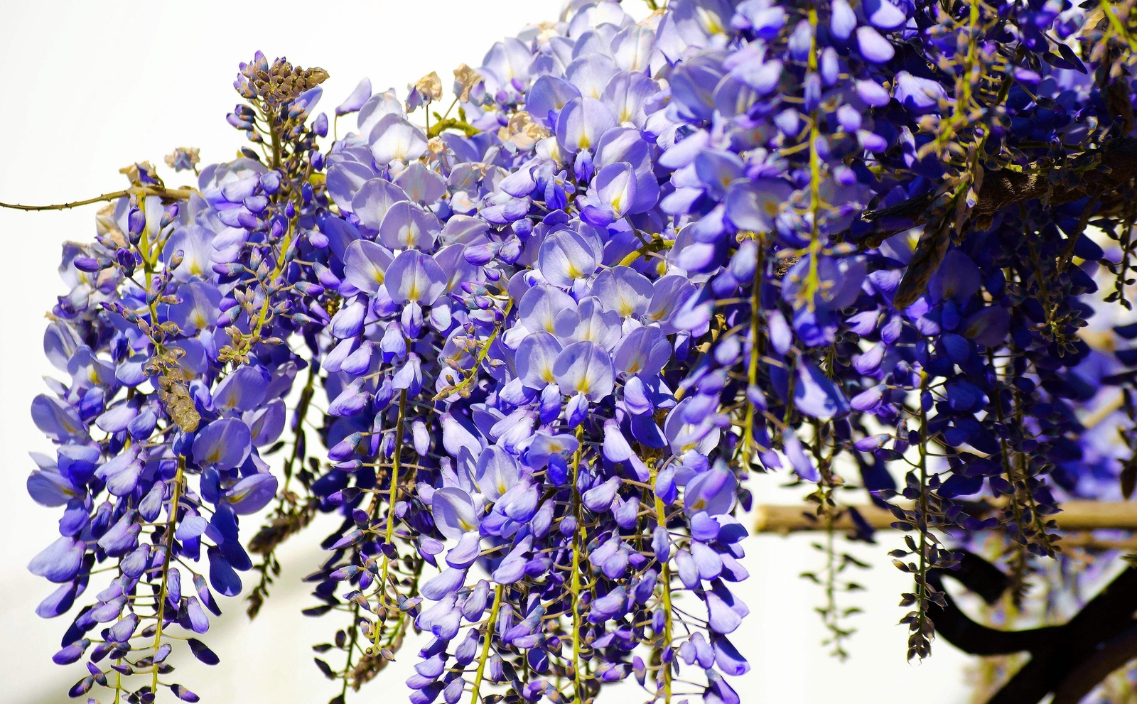 5 BLUE CHINESE WISTERIA Sinensis Ornamental Vine Blue Violet Purple Flower Seeds