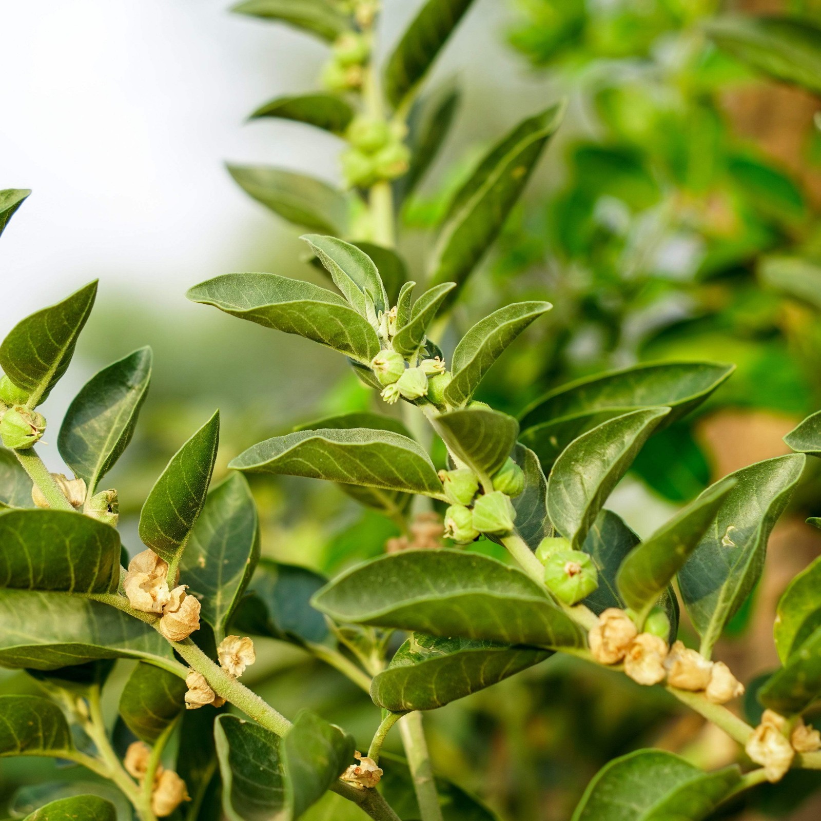Ashwagandha Seeds (Withania somnifera) ~Ayurvedic Herb Garden