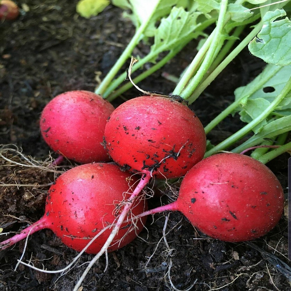 Early Scarlet Globe Radish Seeds 200 Ct Vegetable Garden Heirloom NON-GMO USA
