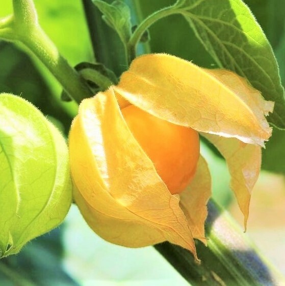 Strawberry Ground Cherry Seeds | Physalis Pruinosa Gooseberry Golden Berry 2024