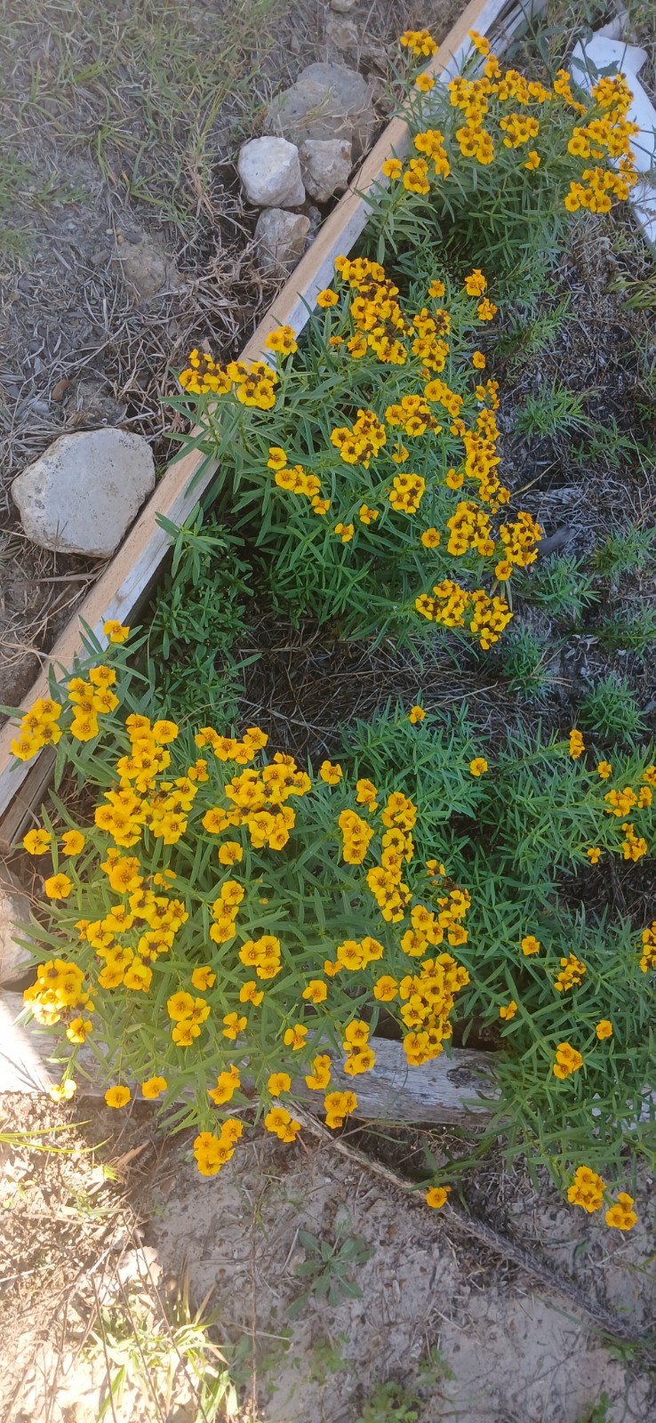 Mexican Tarragon herb seeds