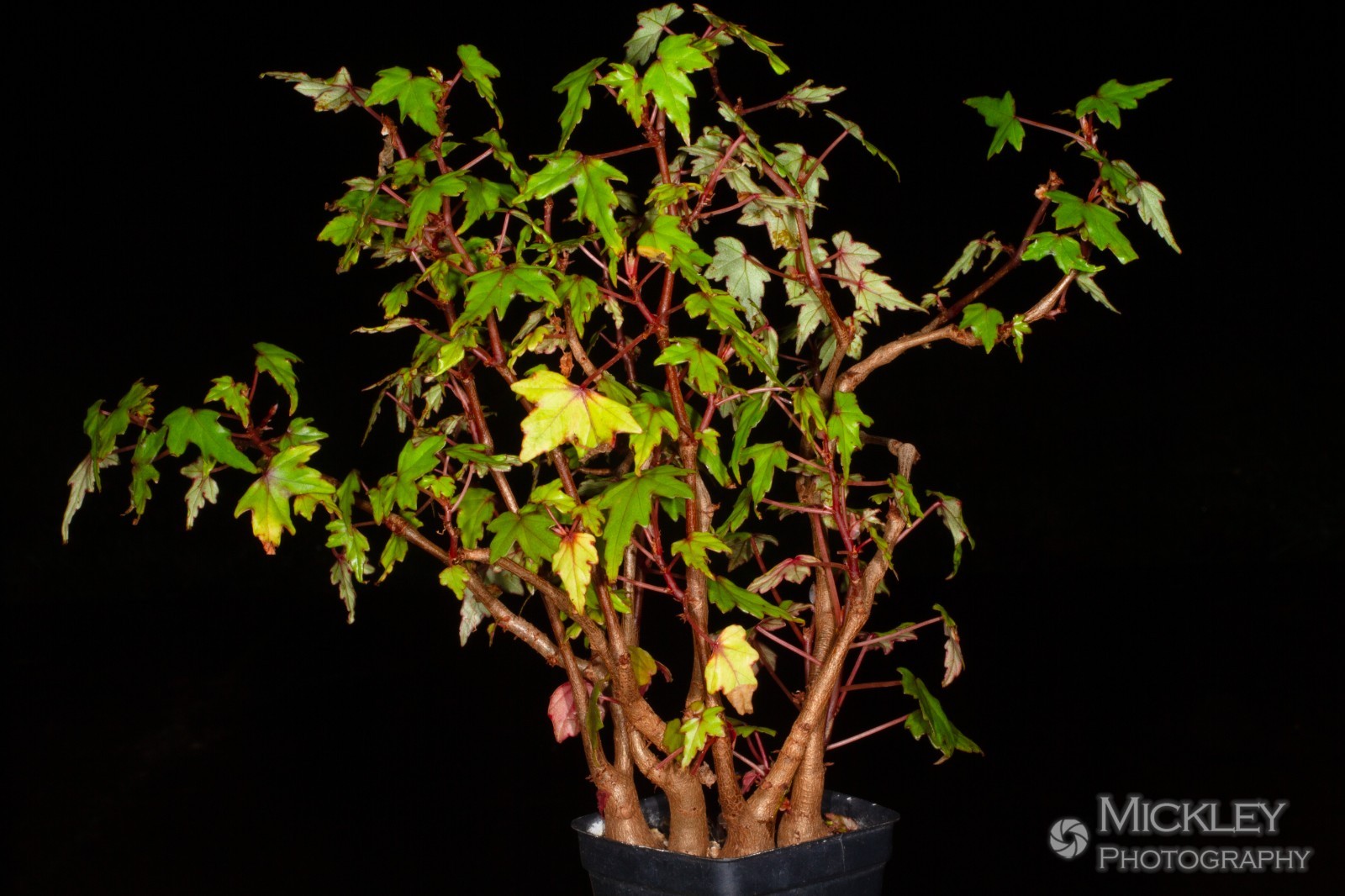 Begonia dregei ‘Partita’ 30+ seeds – Maple-leaved begonia, caudex bonsai