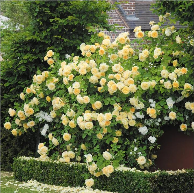 300+ Mixed Climbing Rose Seeds Heirloom Outdoor Garden Vine for Home Landscape.,