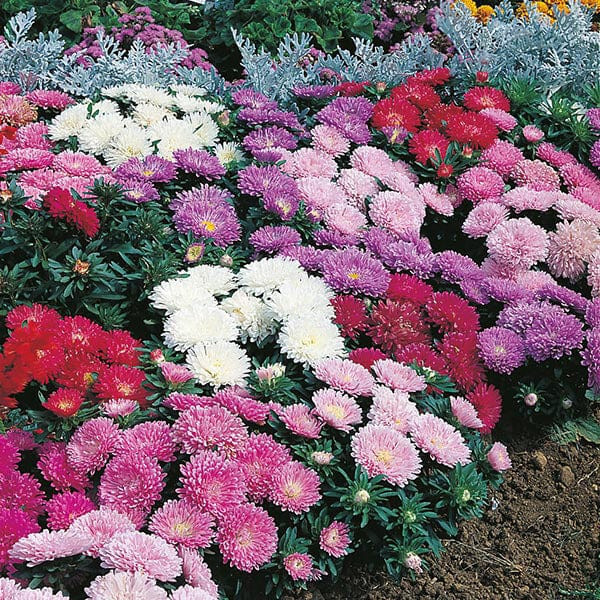 50 Seeds ASTER MILADY MIX Callistephus Dwarf, 10” tall, 3” flowers, fresh
