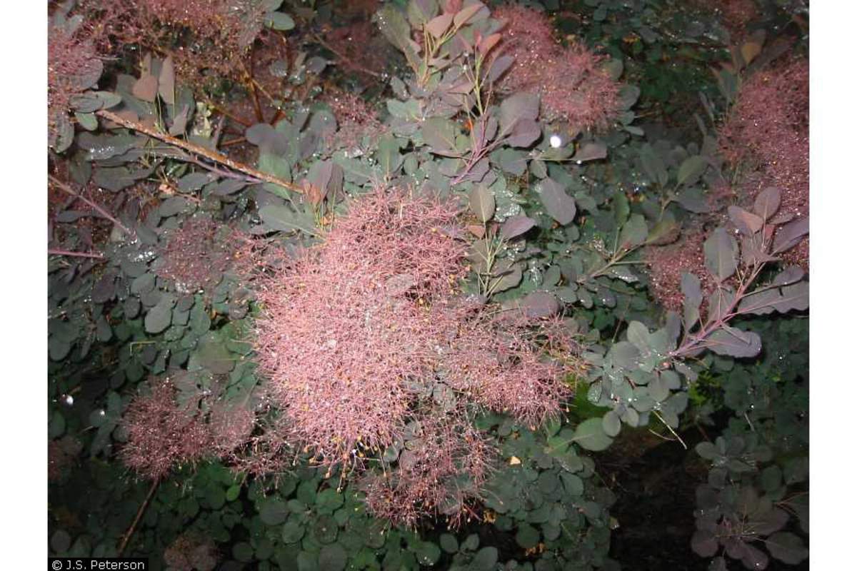 1-1000 PCS Purple Smoketree Tree Seeds Cotinus Coggygria Purpureus Flower 0155