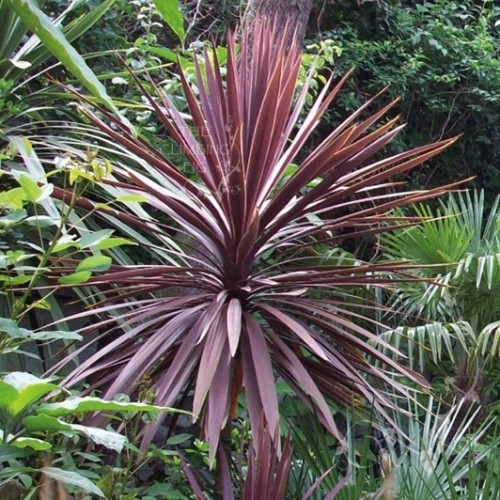 Purple Cabbage Tree, Cordyline Australis Atropurpurea 10 Seeds Free Shipping!
