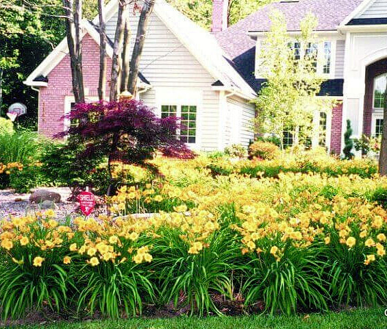 40 GOLDEN DEEP YELLOW STELLA DE ORO DAYLILY SEEDS-~Constant Re-Blooming Flowers!