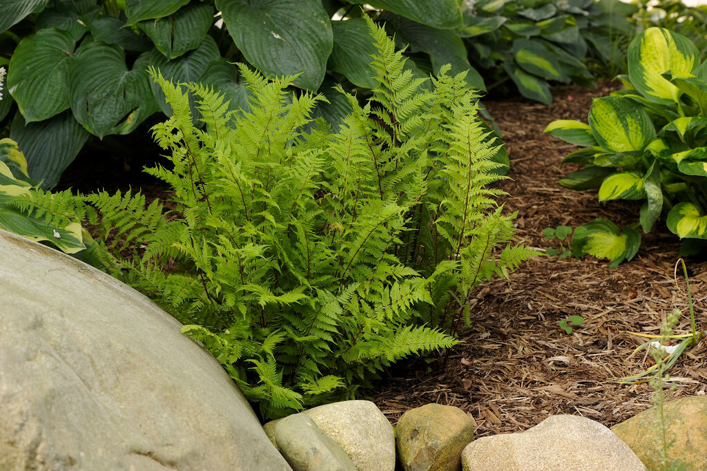 1 Lady Fern Athyrium filix-femina Wildflower garden Dormant Bare root crown