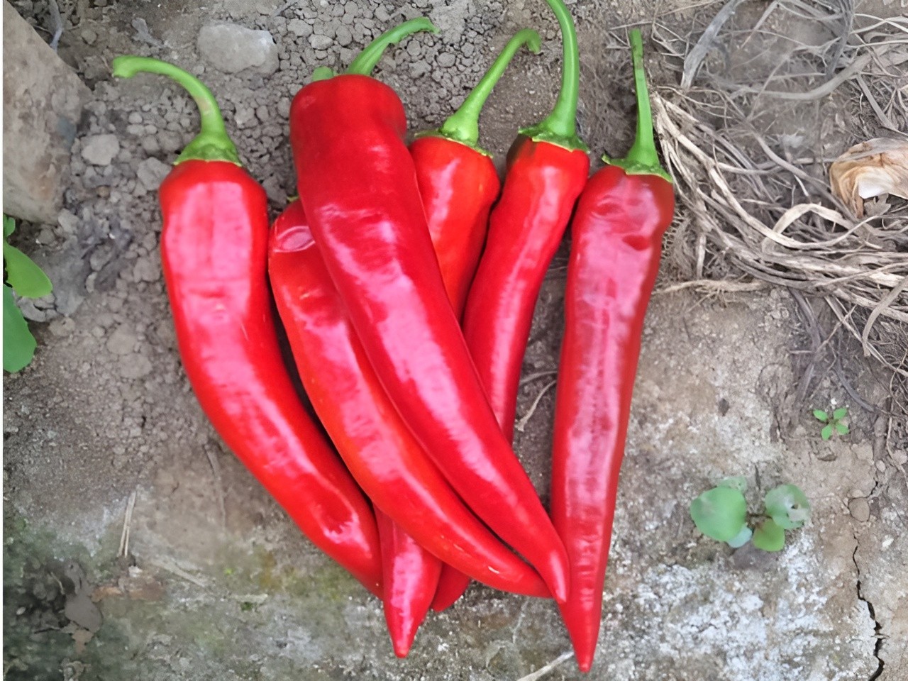 75ct Giant Heirloom Anaheim Chili Pepper Seeds – Super Mild Sweet Pepper 500shu