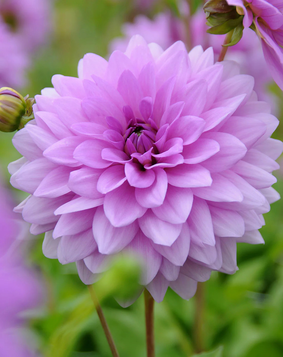 Blue Boy Decorative Dahlia – 3 root divisions