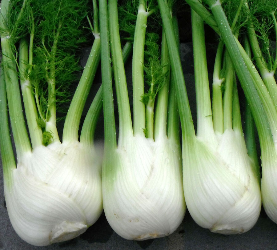 100+Florence Fennel Seeds Microgreen Microherb Garden Fresh USA