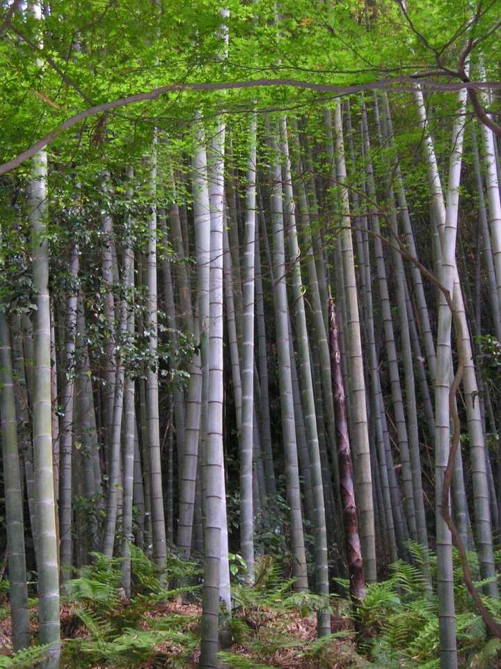 60+ MOSO Bamboo Seeds. Giant Phyllostachys edulis. USA Seller, Fast Shipping