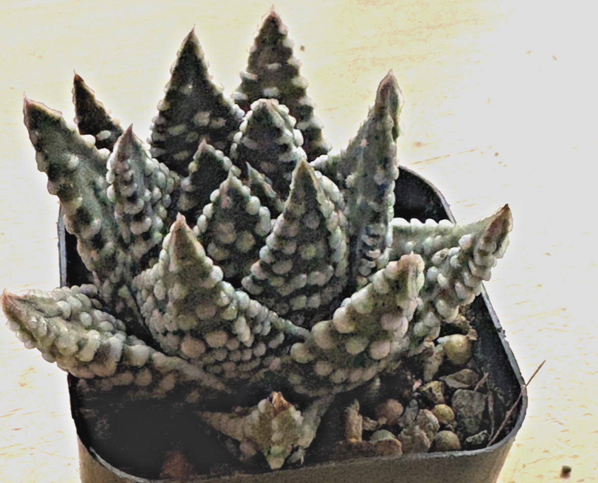 Haworthiopsis/Tulista pumila Hybrid “Tears of Angel” Haworthia succulent cactus