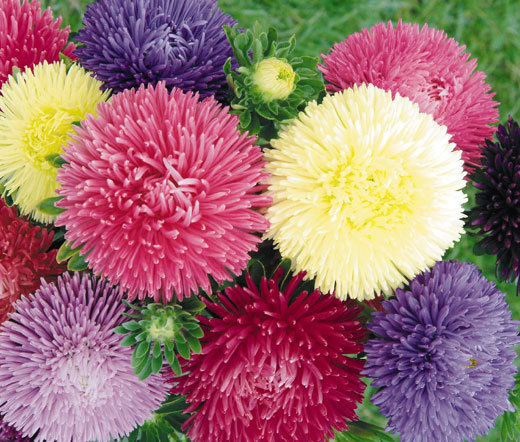 ASTER GREMLIN MIXED COLORS DOUBLE Callistephus Chinensis – 200 Bulk Seeds