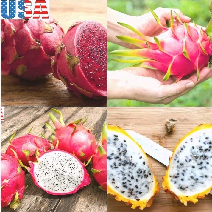 100 seeds Dragon fruit pitaya seeds mix 4 kinds yellow, red, white, purple