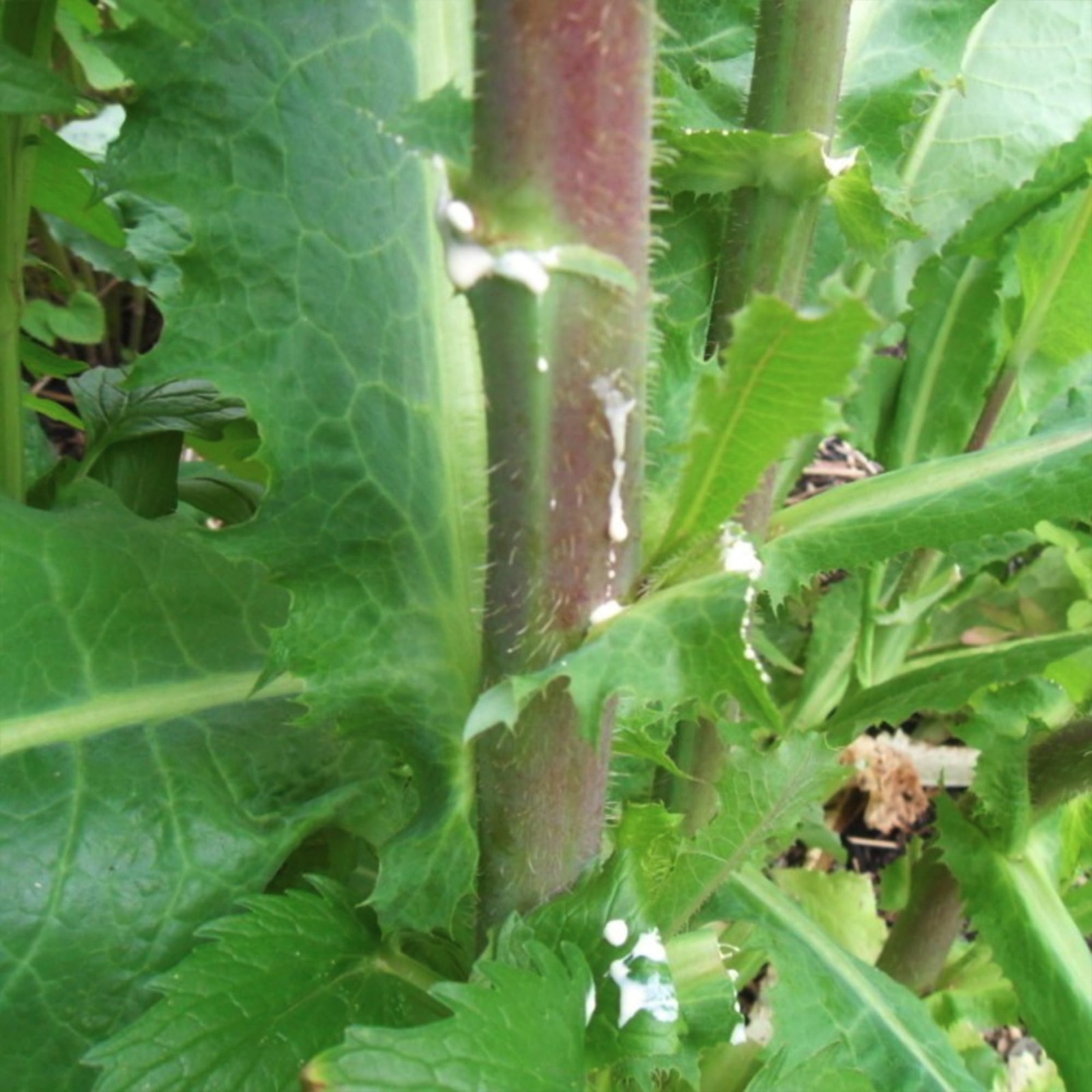 Palm Beach Medicinal Herbs – Wild Lettuce (Lactuca virosa) – Packet of 50 Seeds