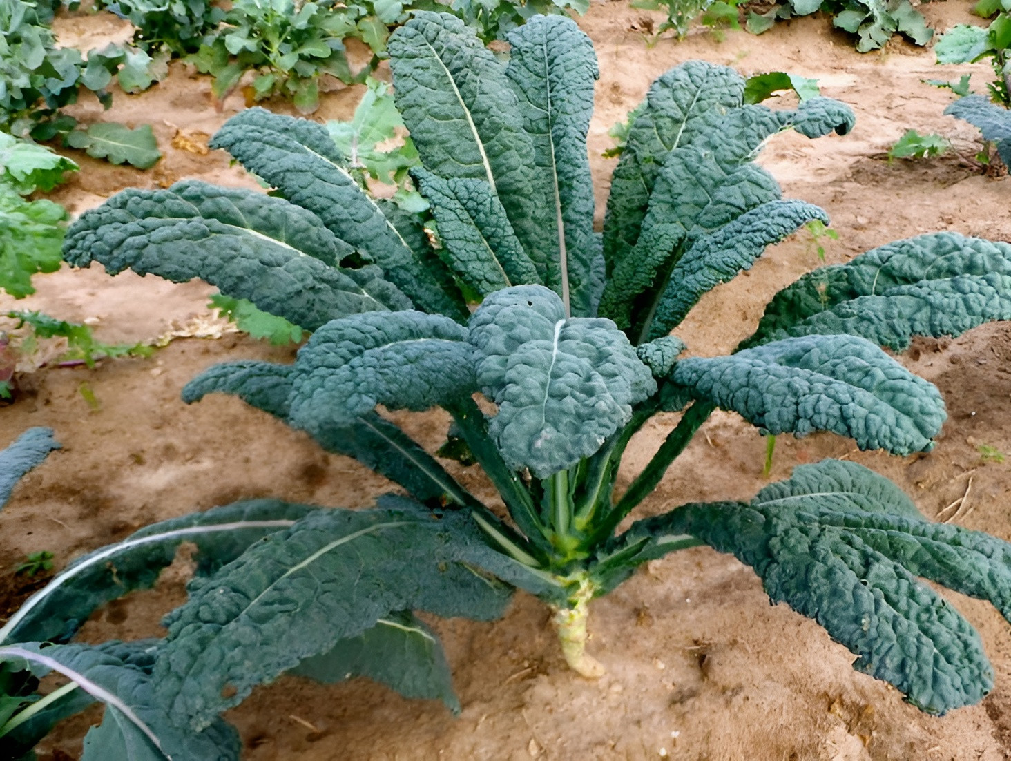 2,000 Heirloom Lacinato Kale Seeds AKA Italian Dinosaur Kale Cruciferous NonGMO