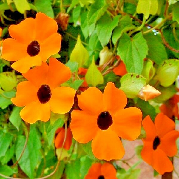 50+BLACK EYED SUSAN VINE Flower Seeds Flowering Vine Garden Patio Container Easy
