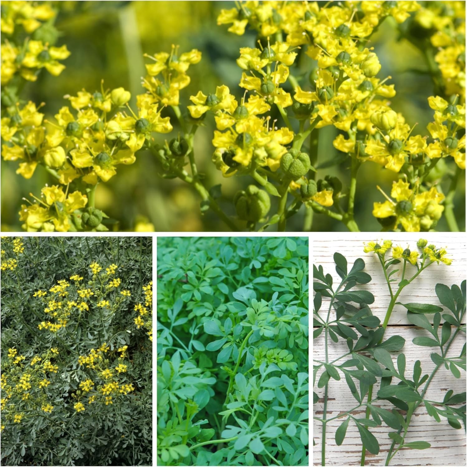250 Non-GMO Rue Herb Seeds for Indoor/Outdoor Medicinal Gardening – 2 Packs