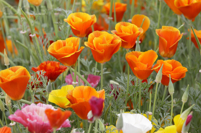 500 SEEDS – poppy CALIFORNIA – MISSION bells mix – GroCo – BUY ANY 15-SHIPS FREE