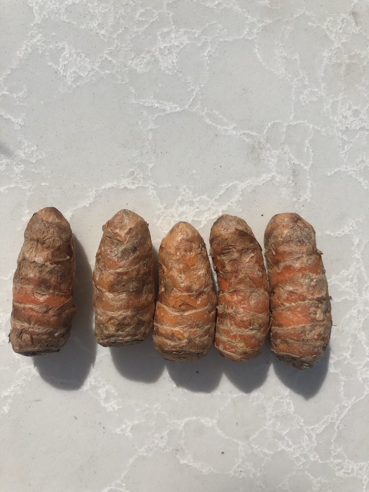 Fresh Turmeric Roots 5 PCs Curcuma Longa Ready To Plant