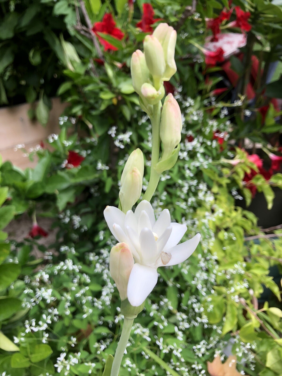 Tuberose bulbs double Pearl (Polianthus) Bare root plants set of 8+ Bubbletts