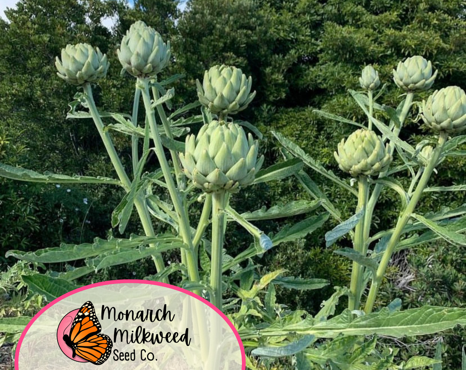 80+ Artichoke Seeds ‘Green Globe’ | Heirloom, Non-GMO, Vegetable Gardening, USA