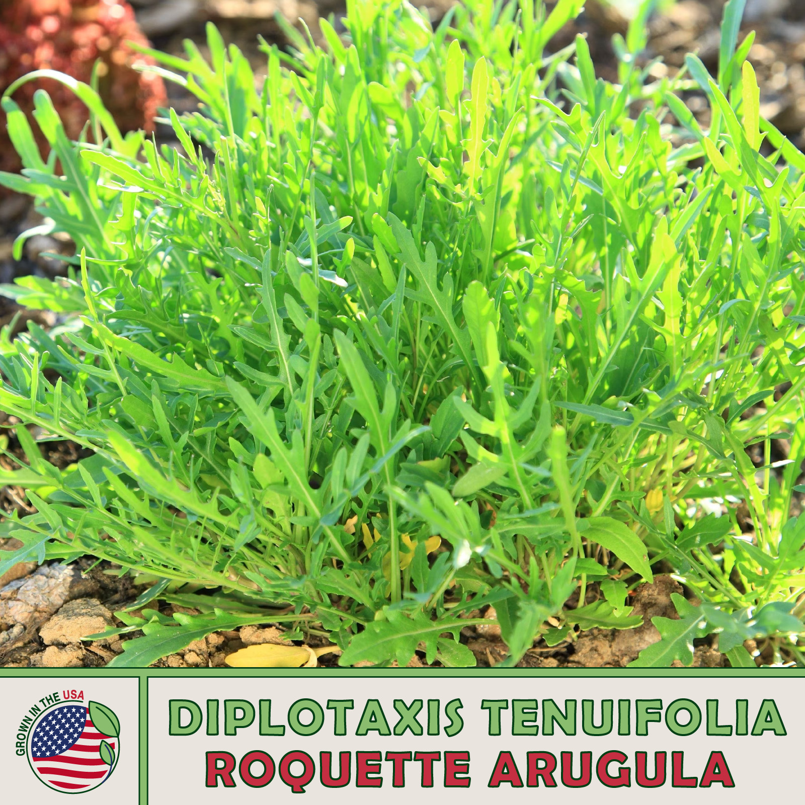 500 Roquette Arugula Seeds, Host Plant for Southern Great White Butterfly